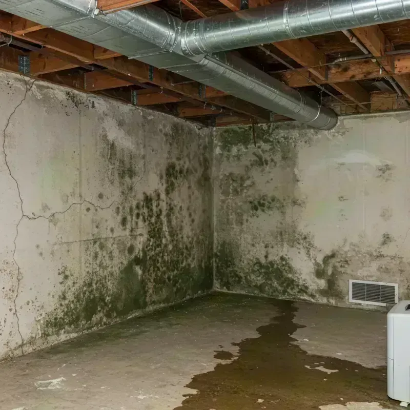 Professional Mold Removal in Edgewater, CO